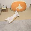 ふと愛犬を見たら…“日本地図”が完成してた！愛くるしいコーギーの写真に2.2万いいね「本州だ！笑」「かわいい」