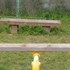 【左右ぴったり】柴犬2匹で完成した癒やしの水平線に2.2万いいね「ちゅ〜る食べた瞬間に…」「ふたりともお利口さん」