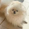 愛犬のヘッドカバー姿に「まるでお姫様！」「かわいい」と3.7万いいね