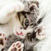 【猫飼いあるある？】風邪で寝込む飼い主のちょっぴり災難なできごとに2.2万いいね「かわいい」「ネコチャンには良いらしい」