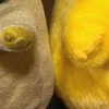 【胸アツ】1997年生まれと2026年生まれ→並んだ「二匹」の投稿に6万いいね「最高」「懐かしい」