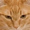 【ザブトン・キャット】あまりにも四角すぎる姿に3.8万いいね「ビッグファミチキ」「綺麗な座布団」