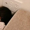 【尊い】2歳児の全力かくれんぼがかわいすぎると話題1,500いいね「かわいいよね」「この時を大切に」