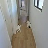 「夏が始まった合図がした」猫あるあるな光景に5.1万いいね「わかりみ風物詩」「うちにも落ちてました」