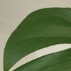 「これ欲しい人いるの？」植物に詳しくない夫→妻が育てる観葉植物の正体に1.8万いいね「めっちゃ高いやつ」「初めて見た」