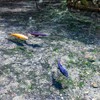 栃木県の『出流原弁天池』にて、まるで鯉が宙に浮いているよう！幻想的な写真に6.4万いいね「この透明度やばすぎ」「きれい」