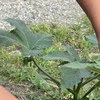 【小3の模擬ビジネス】野菜の苗から利益を生み出す姿に5.3万いいね「すごく大切だと思う」「いい学習、経験」