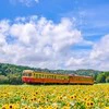 『ひまわり畑を駆け抜ける。』絶景写真の投稿に2,700いいね「うわぁ〜素敵」「ほのぼのしますね」