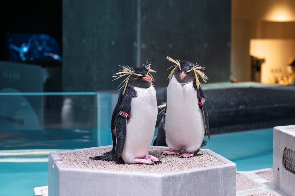 【夫婦愛】浮気しない「ペンギン」と結婚したいと言った妻→夫の返答に「愛されてる」「羨ましい」