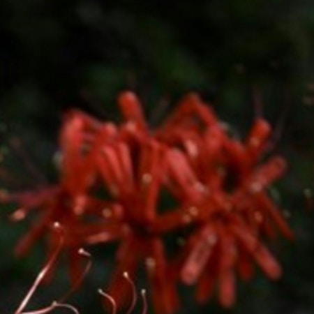 彼岸花、よく見ると→完成度がすごすぎるアート作品に24万いいね「見えました」「再現度高い」