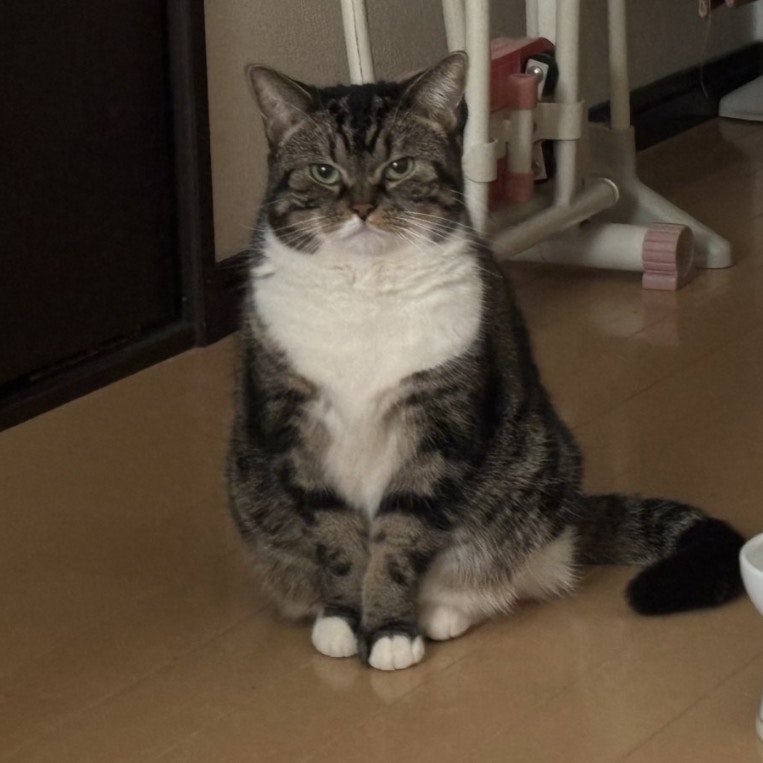 大寝坊バレた…愛猫の“無言の圧”に8.8万いいね「口がへの字で草」