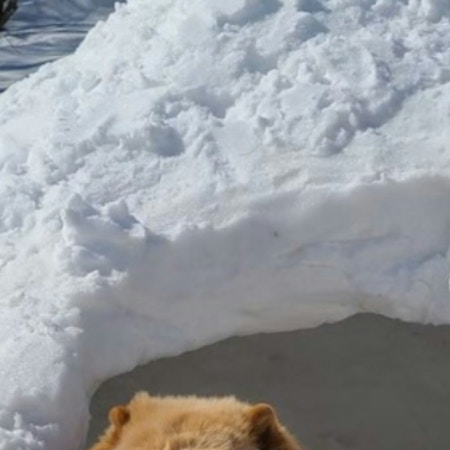 「思わず二度見」かまくらから顔を出したのは“クマ…じゃない？”→正体に1.8万いいね「もふもふ」