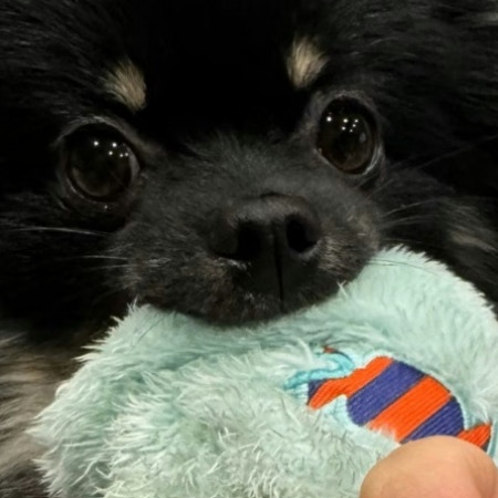 ネイル写真を撮ろうとしたら→ポメラニアンの行動がかわいすぎて1.7万いいね「真っ黒爪」「かわいい」