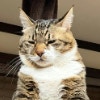 キャットタワーで“悟りの境地”!? 座禅スタイルの猫に3.1万いいね「貫禄ありすぎて尊い」「拝みたくなるレベル」