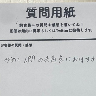 「カメと人間の共通点は？」ウミガメ飼育員の回答に22万いいね「哲学的なド正論」「カメ大喜利」