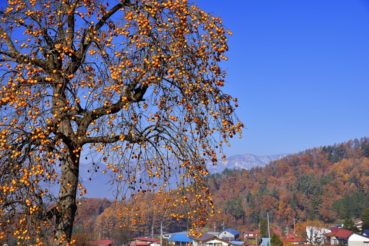 熊対策で祖父母宅の「柿を落とし」手伝ったら→まさかの矛盾に6万いいね「笑ってはダメ」「民家に近い！」