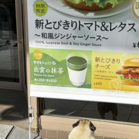 【モスバーガー】ポスターにくぎ付け！身を乗り出す愛犬に4万いいね「気持ちわかるよ！」「かわいい」