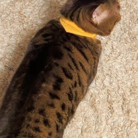 飼い主冥利に尽きる～！愛猫のしっぽが語る「好き♡」に4万人がキュン「気持ちがバレちゃってる」