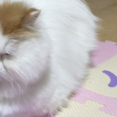 【衝撃のギャップ】2歳でこの貫禄!?“お爺猫”に4.8万いいね殺到のワケ「渋いね」「お爺の風格」