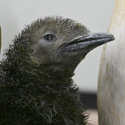 まるでキウイ？もふもふのオウサマペンギンの赤ちゃん、和歌山で一般公開