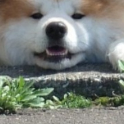 目でヘルプミーを訴えてる？かわいすぎる大型犬の姿に7万いいね「絶望した表情」「かわいい」