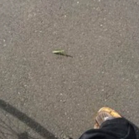 交際中に【足元の虫】撮って送ってきていた夫→理由がわかってキュン「虫好きかと思ったら…」