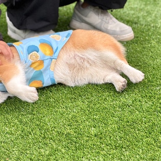【最高の笑顔】ドッグランで遊び疲れた愛犬のスマイルに8000人が癒やされ「かわいい」「笑ってる！」