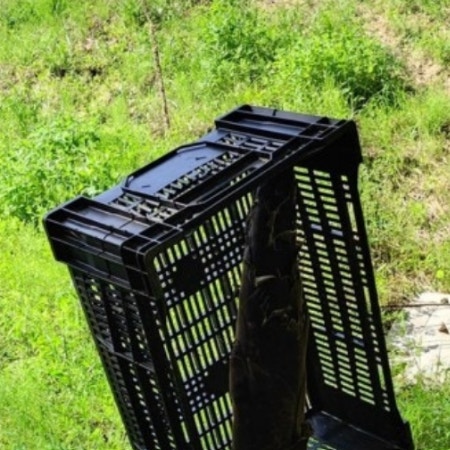 たった1日で「ありえない変化」！竹の驚異的な成長に13万いいね「こんなに…」「目を疑った」