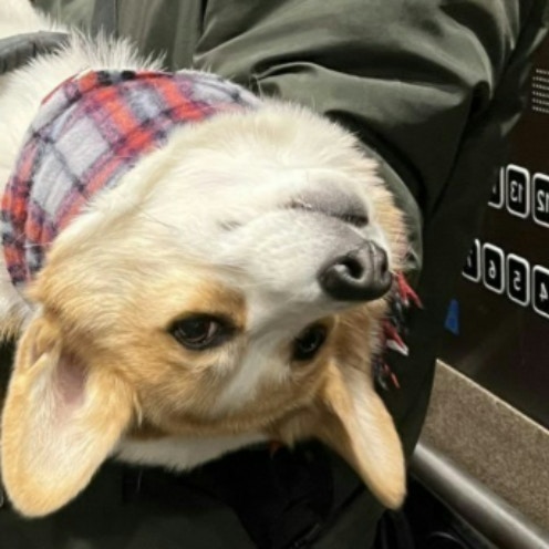 【飼い主を操る犬】お散歩後は抱っこしてほしくて…→“確信犯コーギー”に11万人が悶絶『可愛すぎる罪』