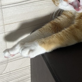 在宅ワークの“かわいい妨害”に6千いいね！猫の激しいアピールに仕事が手につかない