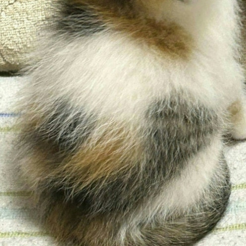 後頭部に“アルファベット”背負った子猫→8か月後、変化を見てみると…6万人が悶絶「Pretty」