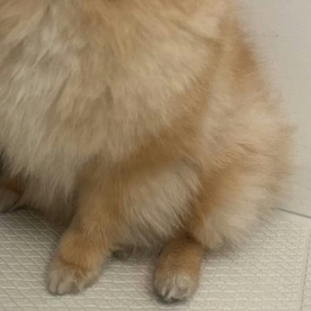 感情はリビングに置いてきた…“入浴直前”ポメの表情に4千いいね「耳もリビングに？」「かわいい」