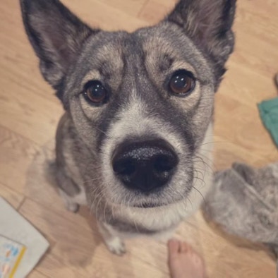 ミックス犬ですと伝えたら…素敵な返しに1万いいね「その答えいいなぁ」「採用させて頂きます！」