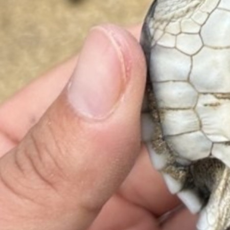 ウミガメの何とも言えない表情にキュン！「お手本のような手のあげ方」と12万いいね