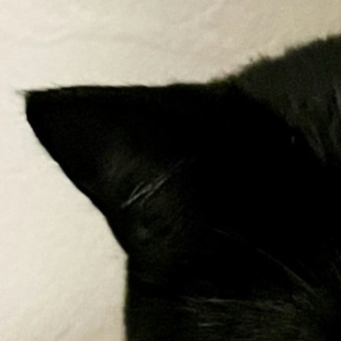 リアル『家政婦は見た！』愛猫によるのぞき見姿に5万人がキュン「かわいい」「事件です」