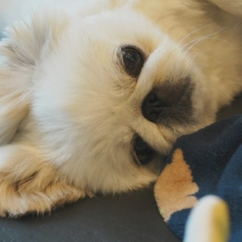 「赤ちゃんのベッドは乗っちゃダメ」⇒でも近づきたい！愛犬の行動に1.6万いいね「かわいい」「尊い」