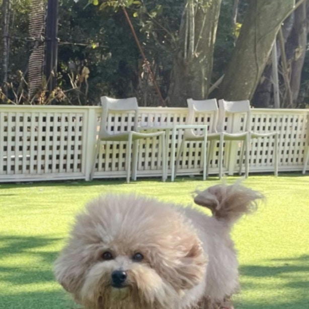 びしょ濡れの愛犬、胴と脚のギャップに6万いいね「たまらないフォルム」「かわいい！」