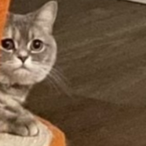 「まだ怒ってる…？」叱られた後、様子を見にきた愛猫がかわいすぎて悶絶！8千いいね「ごめんなさい感」