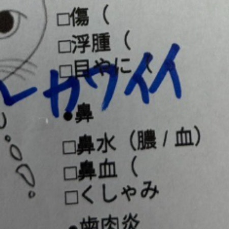 【納得】子猫のカルテに獣医が思わず「かわいい」→書いた理由に11万いいね「記録として大事」「素敵」