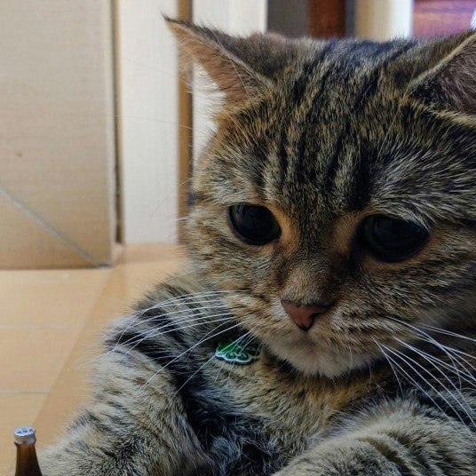 未成年の飲酒防止！猫の注意喚起に10万いいね「晩酌セットがかわいい」「病んだ心に癒し」