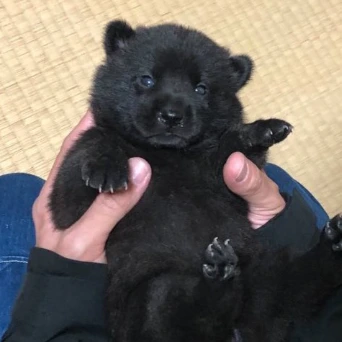 両手サイズが1年後こうなった→成長ぶりに感動10万いいね「小さくても大きくてもかわいい」「どっちも最高」