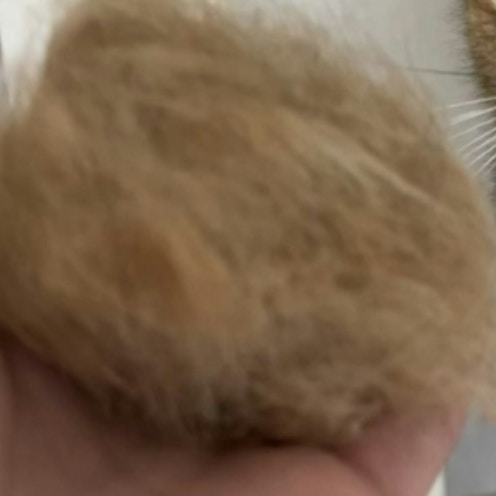 猫から出た毛玉、本猫に見せたら⇒「どなたか存じませんが…」とぼけ顔に1.9万いいね「あんたのや！」