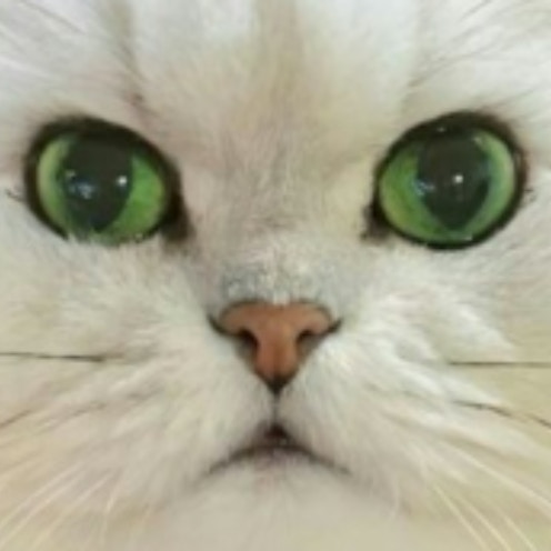 【反則級】アニメみたいな「ほぺ毛ネコ」に1.5万人が悶絶～！「美しい」「姿勢も整ってる」