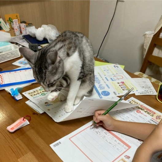 【奇跡の1文】猫たちに邪魔され続けた小1男子、国語の課題に書いた一言に母驚愕「愛が深すぎる」