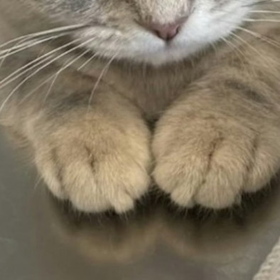 眉間にしわ？反省の表情がかわいすぎる子猫に2万いいね「怒るなんてできない」「許してあげて」