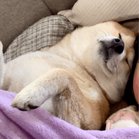 まるで姉妹！くっつき合って眠る姿に9万いいね「夢の中でも一緒だね」「かわいすぎて天使」