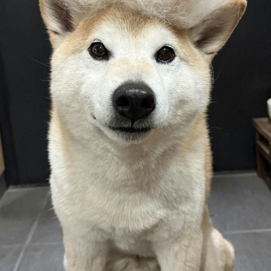 犬の換毛期ショットに5万いいね「抜けたねー！」「これを見ると季節の変わり目」