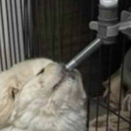 笑わないなんてムリ？“横着ペキニーズ”→水飲む姿がかわいすぎて2万いいね「さいこー」「吹いたｗ」