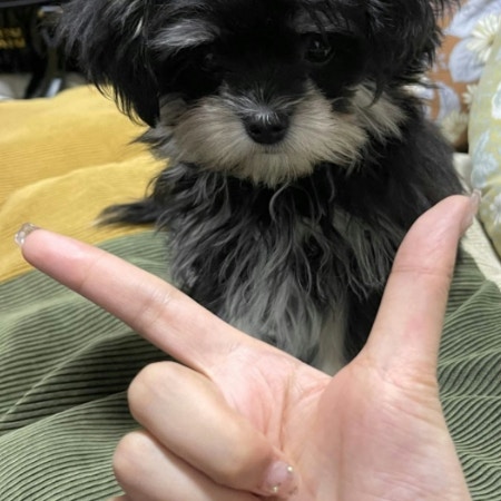 【悶絶】愛犬に「あご」教えたい飼い主⇒愛犬の行動に4万いいね「そうじゃないなあ」「とてもかわいい！」