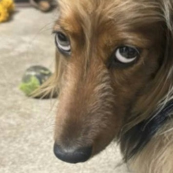 目つきまでパンクな雰囲気！Xで10万バズ→ヘアスタイルが“すごい”ダックスが話題「前世はヤンキー」